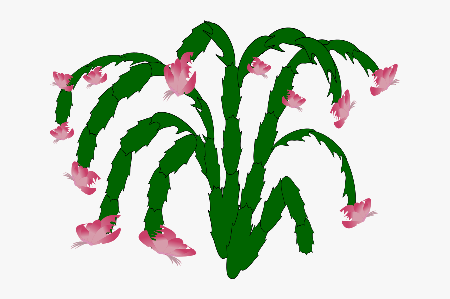 Cactus, Transparent Clipart