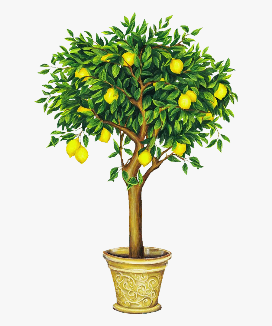 Lemon Tree Song In Chinese - Easy Lemon Tree Drawing, Transparent Clipart