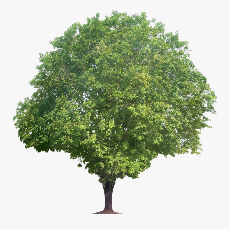 Tree Clipart Narra Shrub - Tree Plan Png, Transparent Clipart