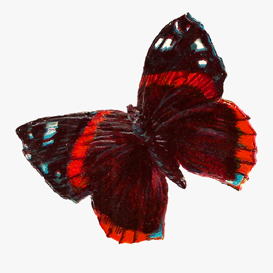 Maroon Butterfly Png, Transparent Clipart