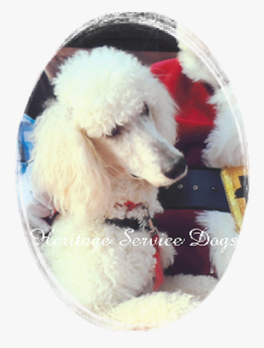 Standard Poodle, Transparent Clipart