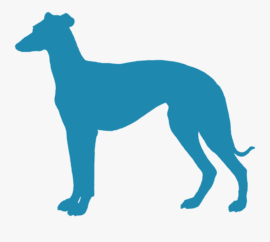 Sighthound - Transparent Background Of A Greyhound, Transparent Clipart
