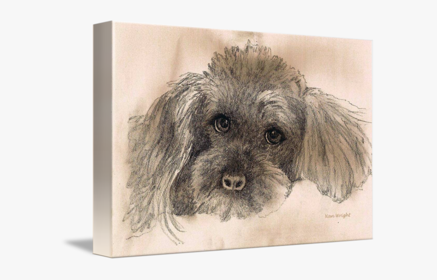 Sketch Of Poodle By Nan Wright - Sketch Of A Toy Poodle, Transparent Clipart