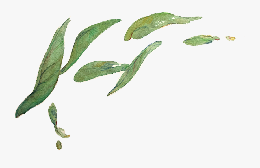A Preview Of My Tea Leaves Study For A Zine Called - Watercolor Leaf Transparent Background, Transparent Clipart