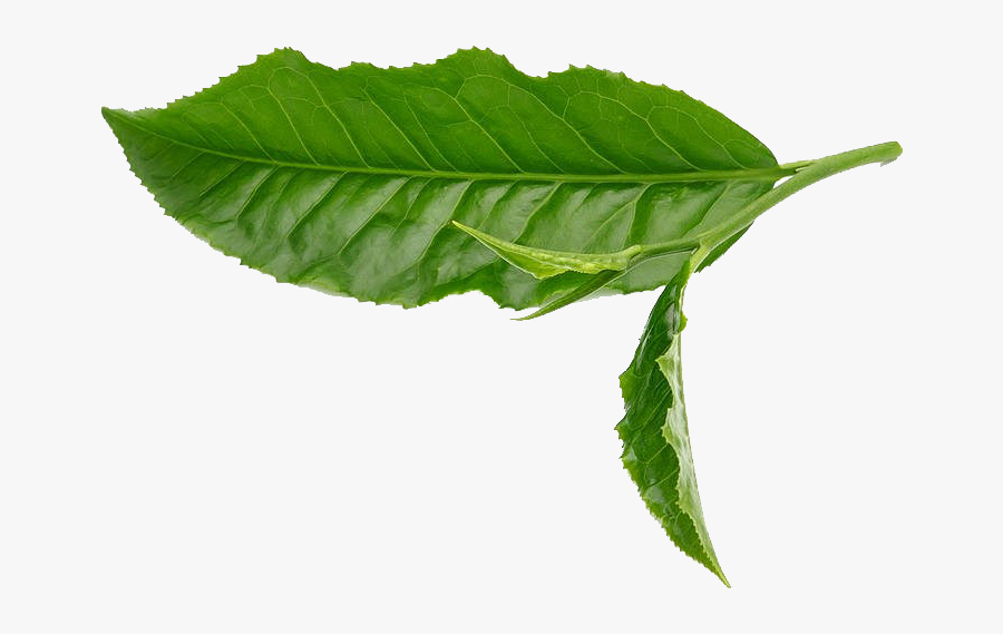 Green Tea Leaf White - Green Tea Leaf Transparent, Transparent Clipart