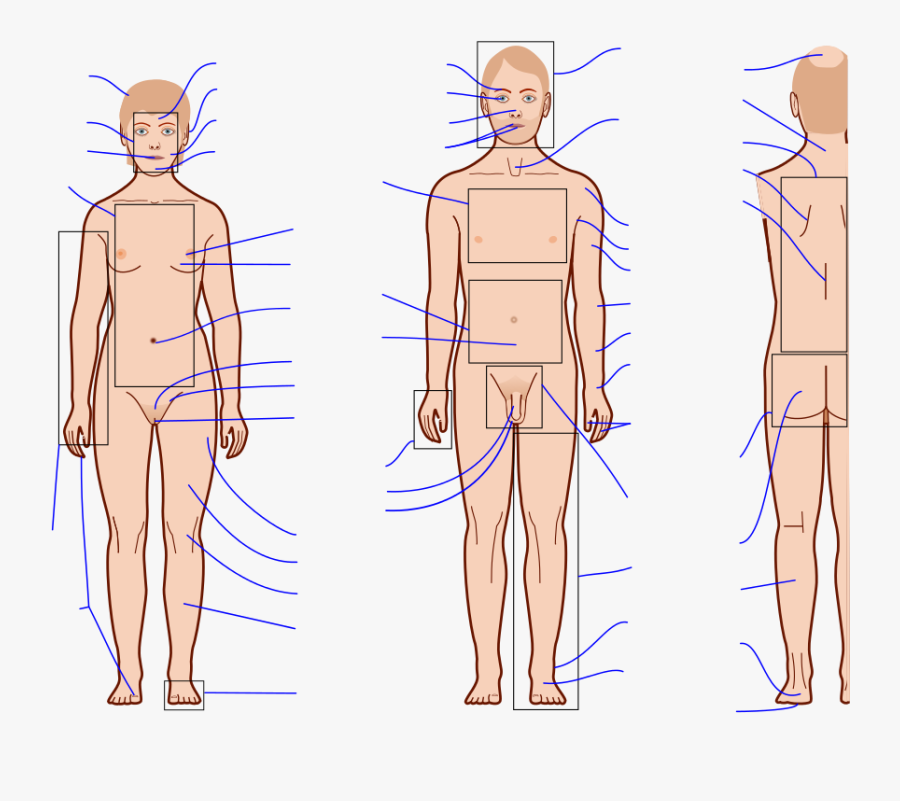 Transparent Human Anatomy Clipart - Human Body Anatomy Blank, Transparent Clipart