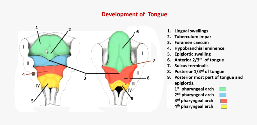 Transparent Tongue Png - Development Of Tongue Embryology, Transparent Clipart