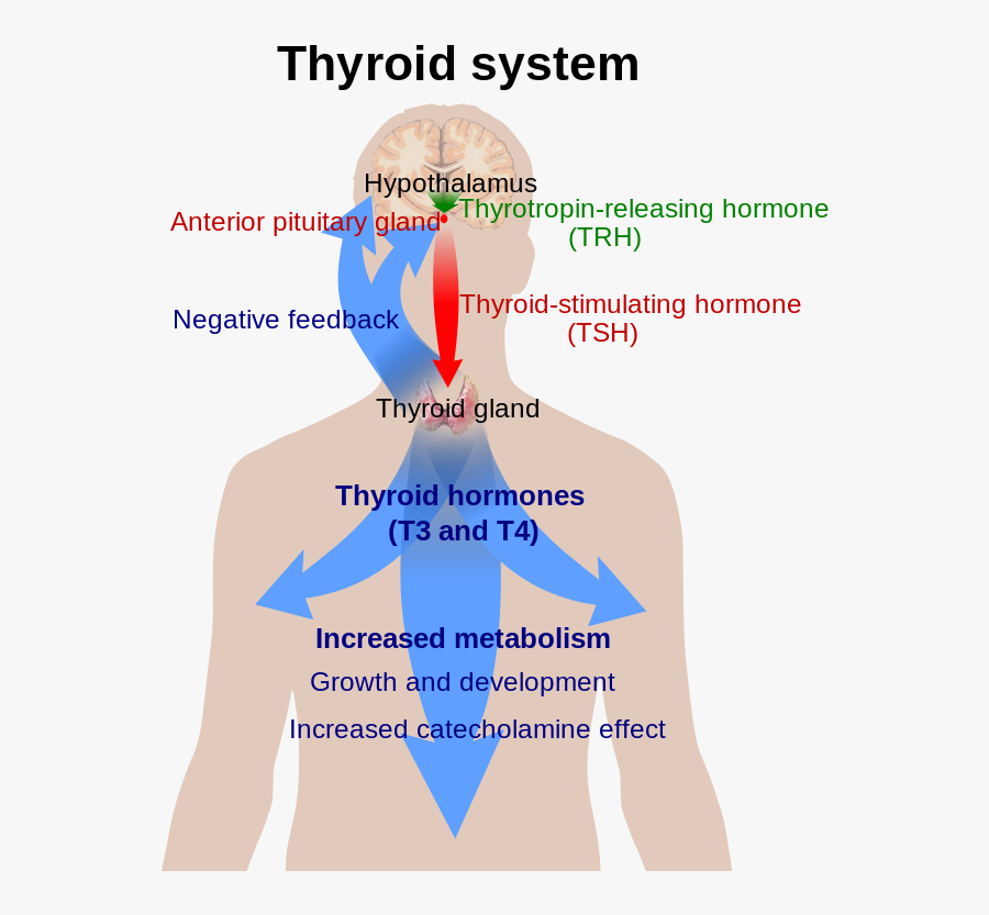 Thyroid Supplements Guide Illustration Of Thyroid Functions - Difference Between Hypothyroidism And Hyperthyroidism, Transparent Clipart
