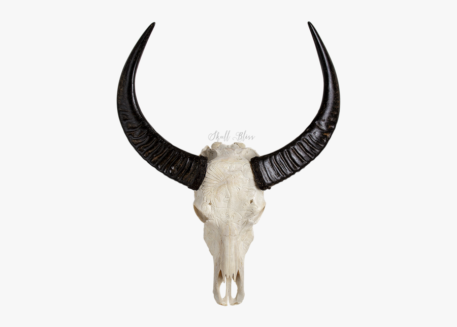 Animal Skulls Cattle Horn - Animal Skull Png, Transparent Clipart