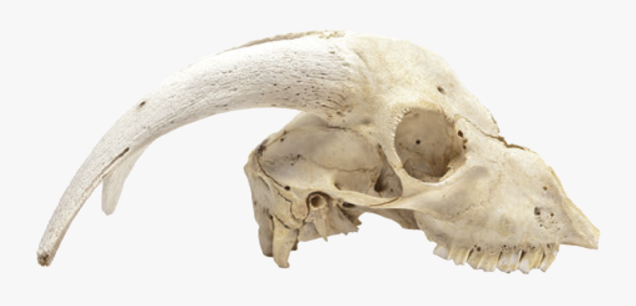 Animal Skulls Skeleton Bone - Animal Skulls Png, Transparent Clipart
