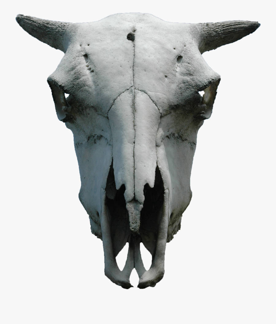 Clip Art Free Photo Skull Skeleton - Animal Skull With Transparent Background, Transparent Clipart
