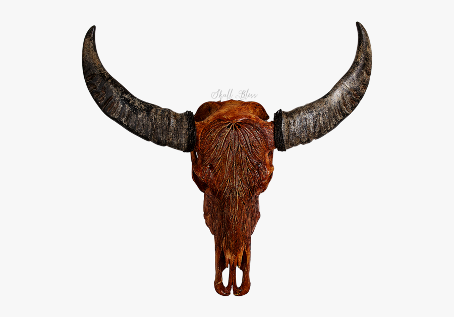 Cattle Horn Animal Skulls Bison - Horn, Transparent Clipart