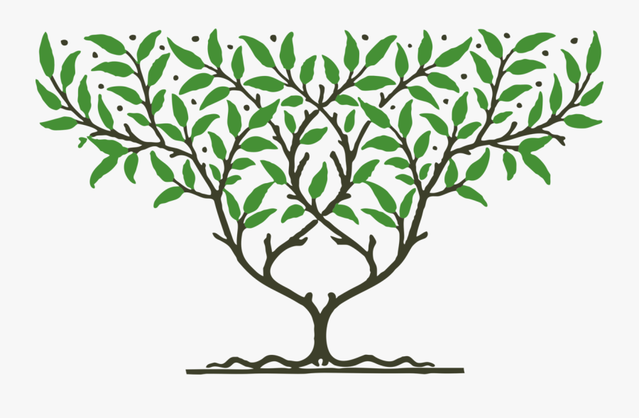 Botany,plant,flower - Árvore Clipart, Transparent Clipart