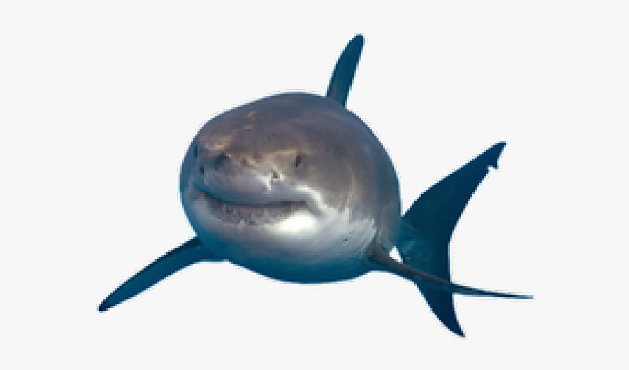 Great White Shark Portable Network Graphics Image Drawing - Great White Shark Png, Transparent Clipart