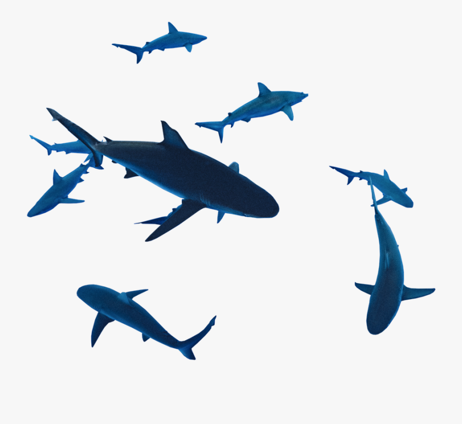 Drawing Shark Galapagos Transparent Png Clipart Free - Great White Shark, Transparent Clipart