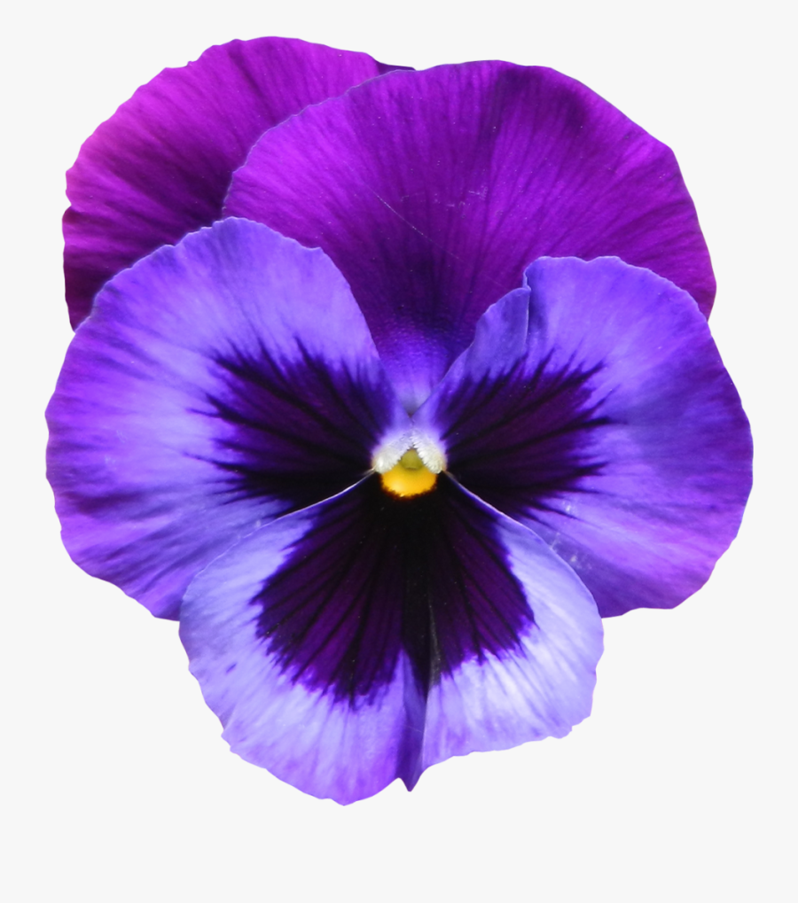 Large Transparent Pu - Violet Flower, Transparent Clipart