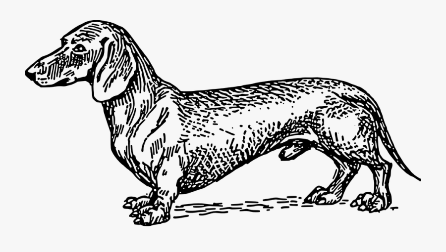 Dachshund Clipart, Transparent Clipart