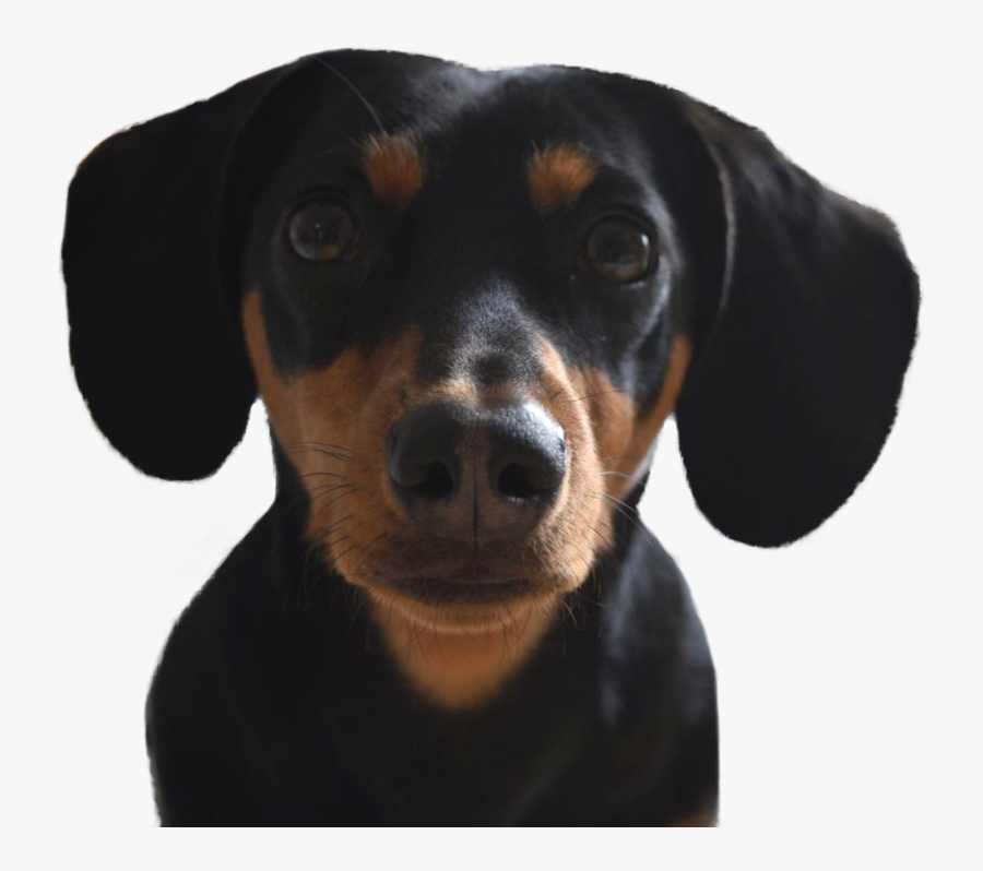 Dachshund Clipart Black Tan Dachshund - Austrian Black And Tan Hound, Transparent Clipart