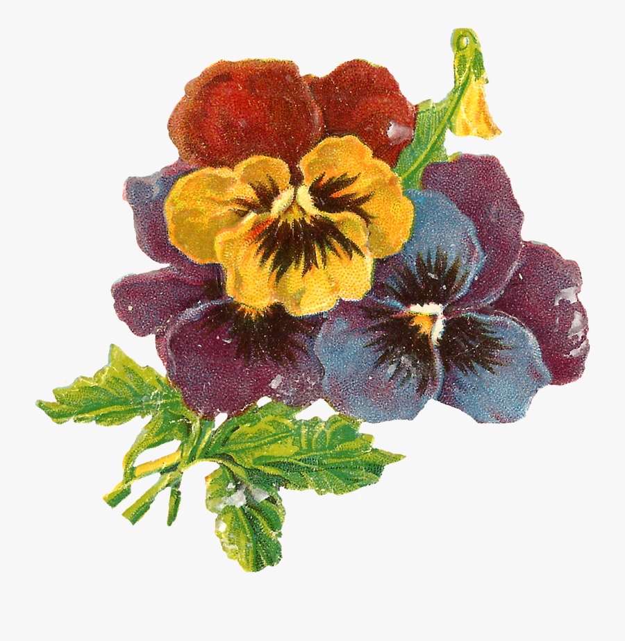 Flowers Art Floral Wildflower Pansy Botanical Illustration - Png Victorian Flowers, Transparent Clipart