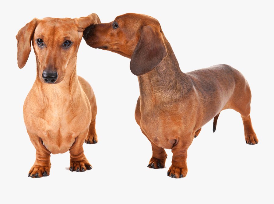 Transparent Dog Toy Clipart - Dogs Which Are Small In Size, Transparent Clipart