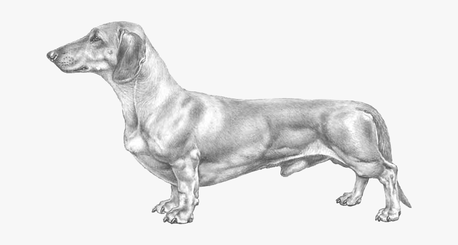 Agria Animal Insurance Contributing - Transparent Background Dachshund, Transparent Clipart