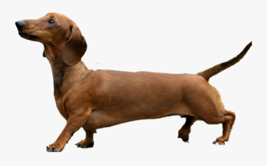 Transparent Dachshund Clipart Silhouette - Dog Photoshop Png, Transparent Clipart