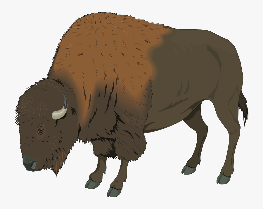 Badger 20clipart - Buffalo Clip Art, Transparent Clipart