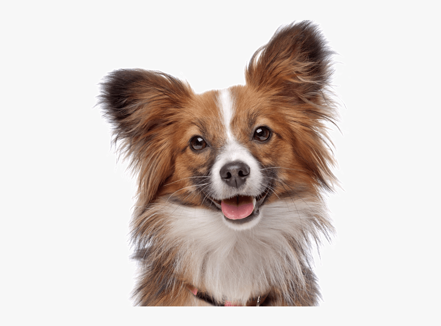 Clip Art Papillon Puppies Dogs Search - Tenis Para Cachorro, Transparent Clipart