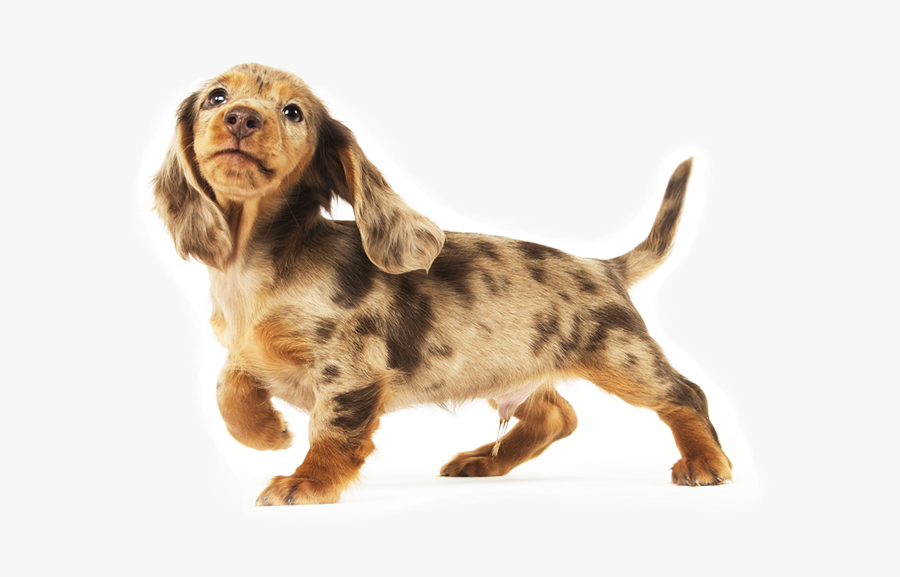 Dachshund Png - Long Haired Dachshund Transparent, Transparent Clipart