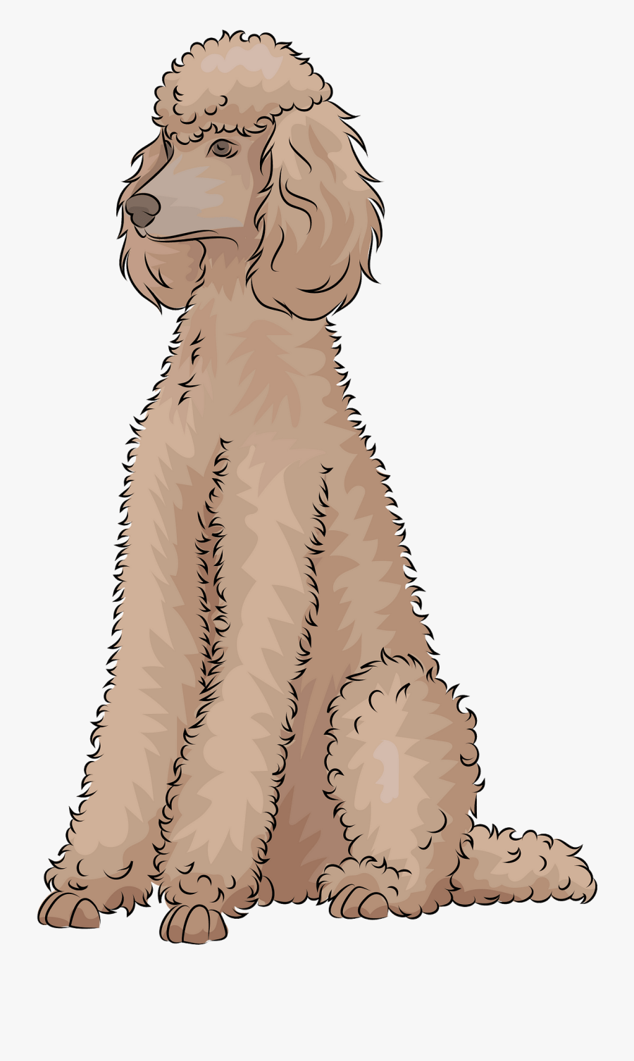Standard Poodle, Transparent Clipart