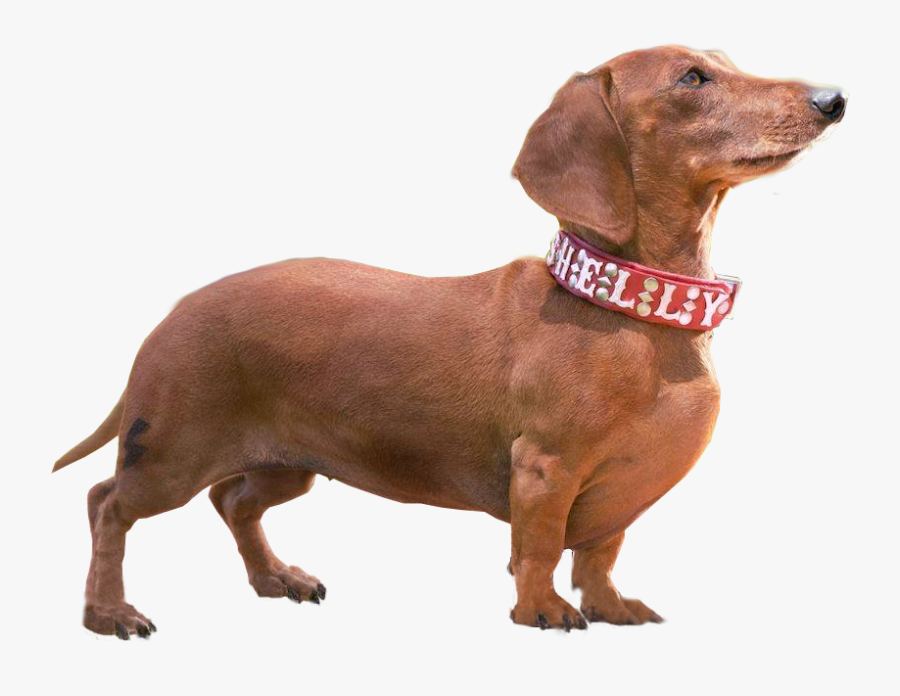 Dachshund Breed Companion Wiener Nationals Walking - Wiener Dog Transparent Background, Transparent Clipart