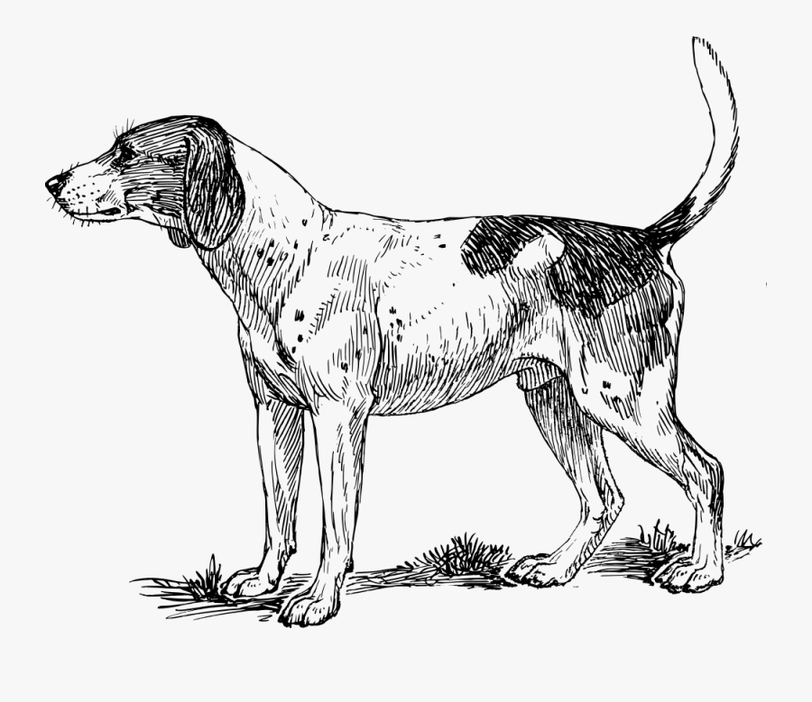 Line Art,american Foxhound,paw, Transparent Clipart