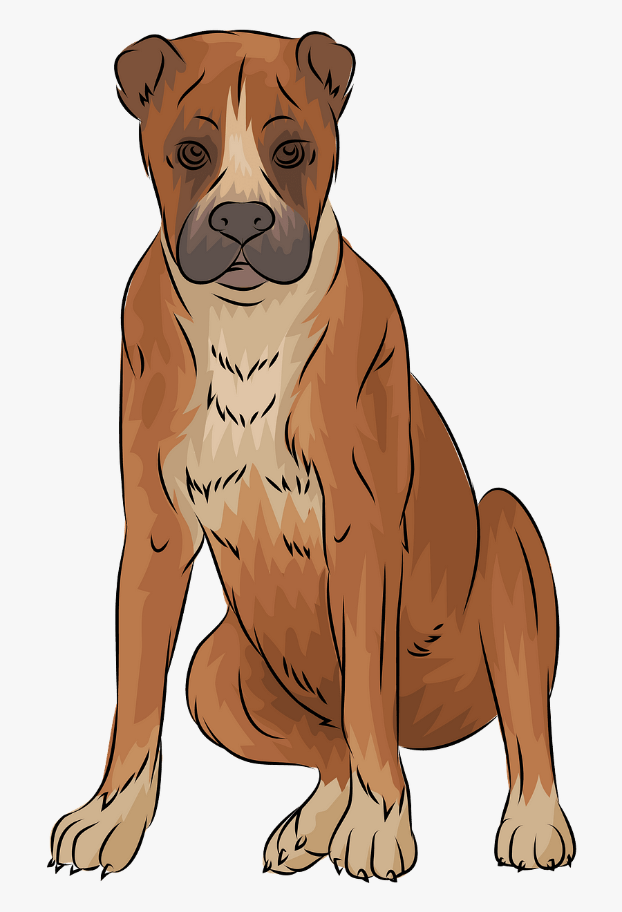 Boxer, Transparent Clipart