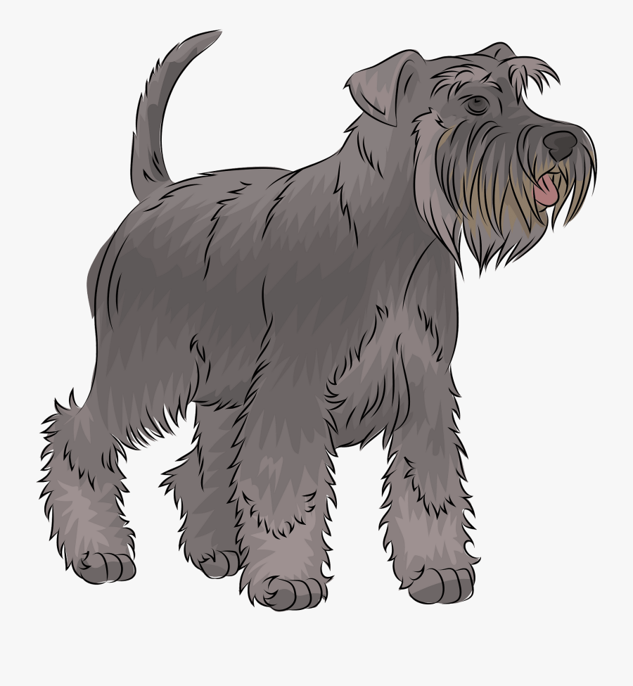 Miniature Schnauzer, Transparent Clipart