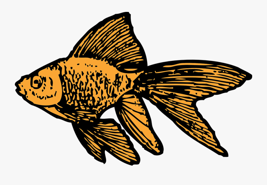 Goldfish Aquarium Tank Water Transparent Png Images - Goldfish Clip Art, Transparent Clipart