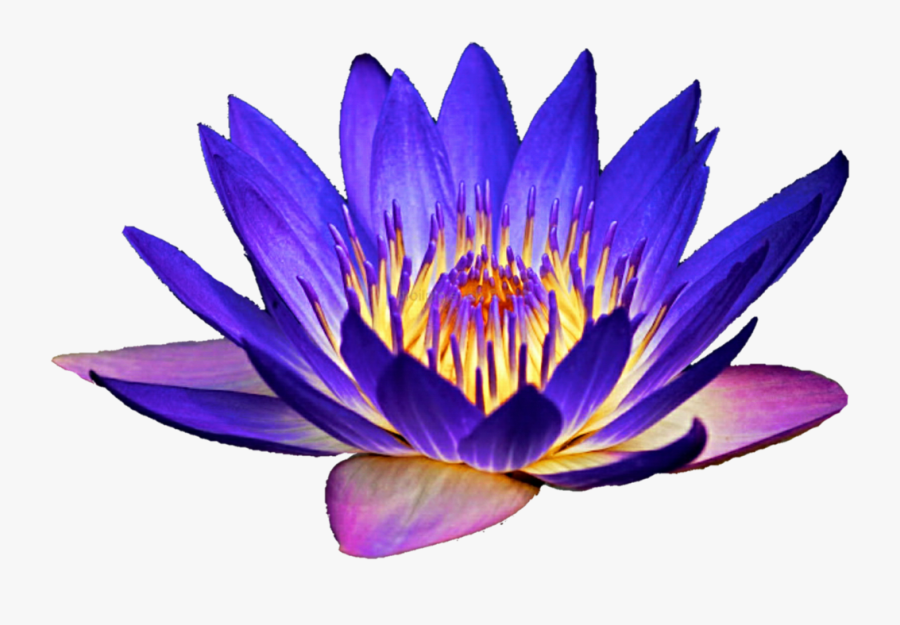 Download At Getdrawings - Png Water Lily Flower, Transparent Clipart