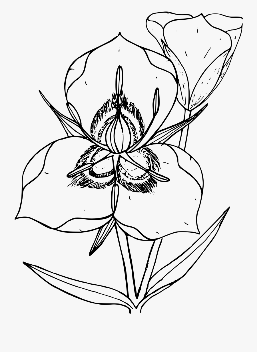  Pencil Drawing Sketching Plants Flowers Utah State Flower with simple drawing