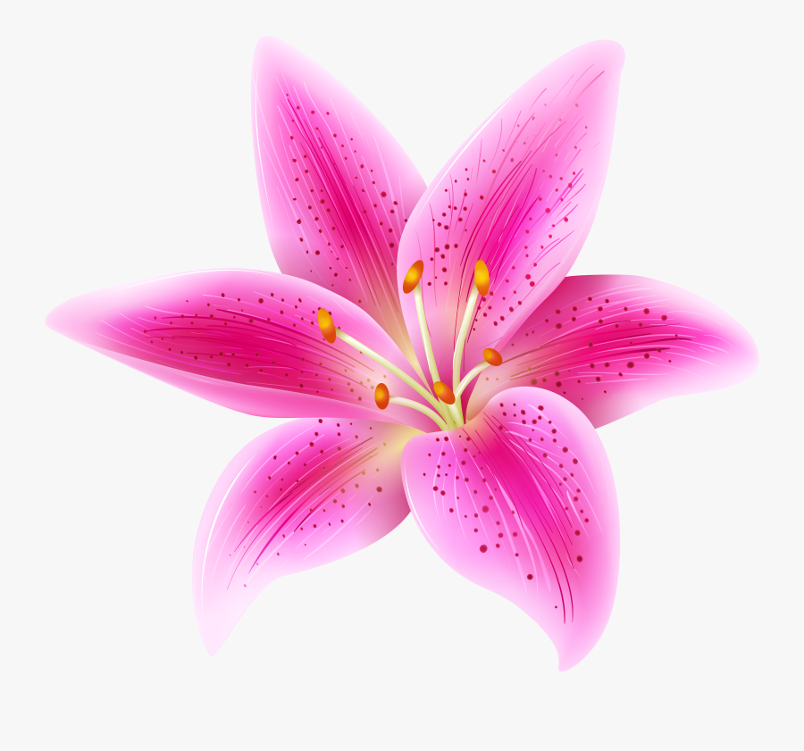 Lily Clipart Png - Lily Flower Transparent Background, Transparent Clipart