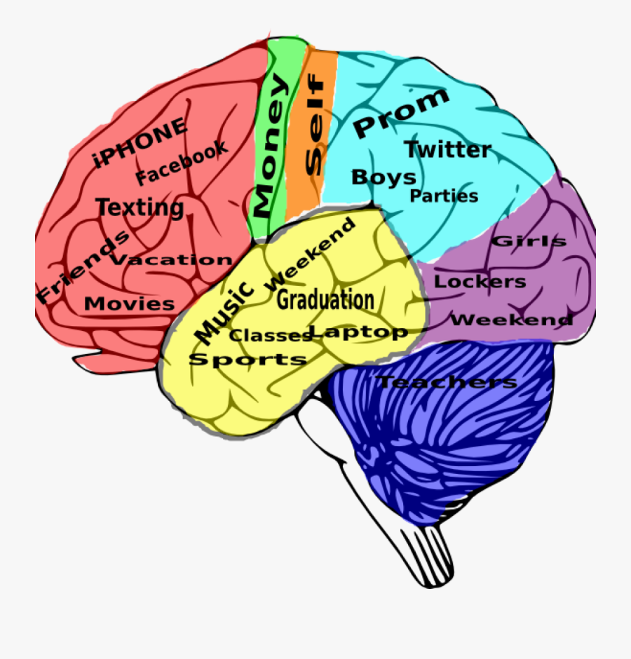 High School Brain Diagram, Transparent Clipart