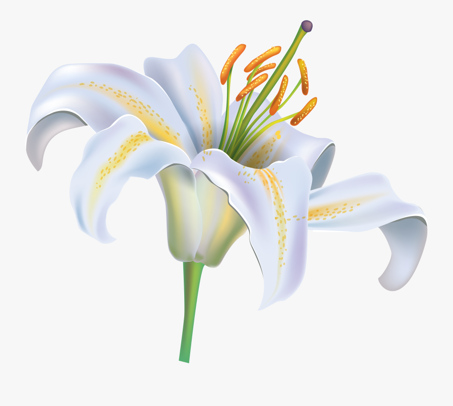 Flower Png Image Best - Clipart White Lily Flower, Transparent Clipart