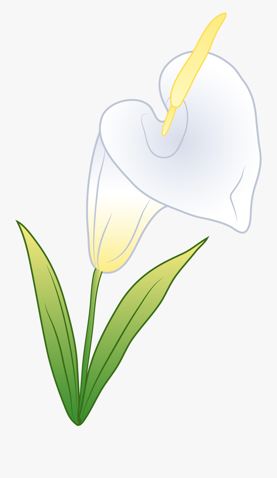 Calla Lily Clipart Cala Lily - Anthurium, Transparent Clipart