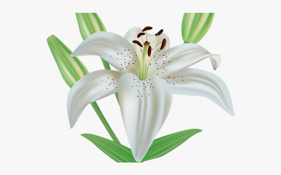 Clip Art Easter Lilies, Transparent Clipart