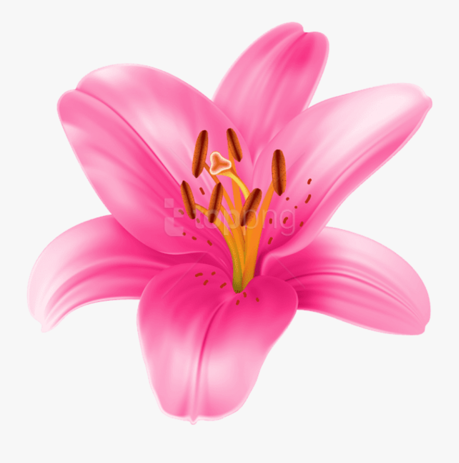 Lily Flower Clipart At Getdrawings - Pink Lily Flower Png, Transparent Clipart