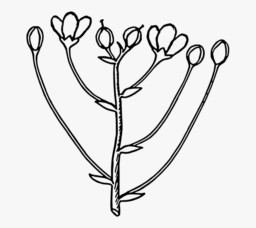 Flower Bud Clipart Black And White - Buds Black And White, Transparent Clipart
