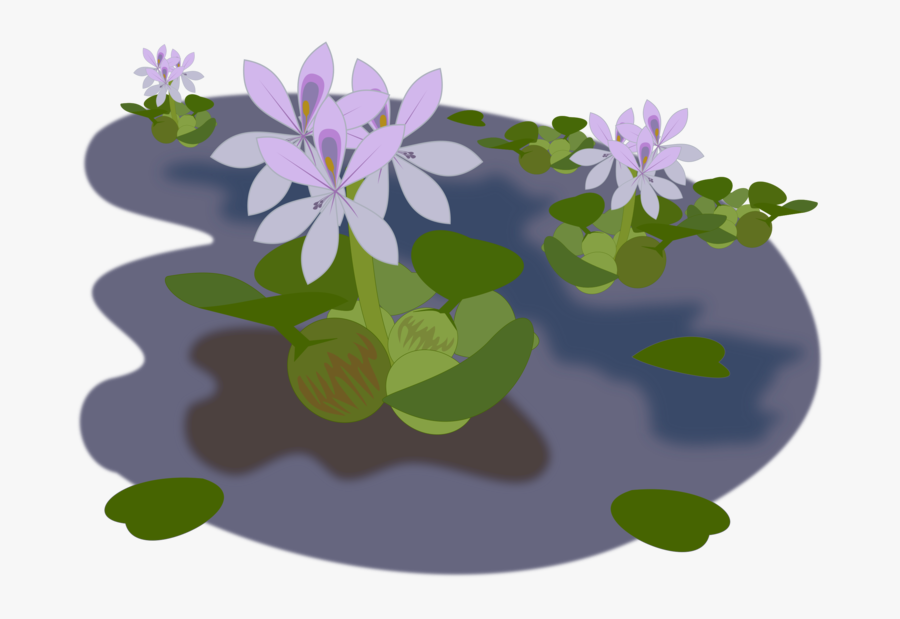 Transparent Water Clip Art - Water Hyacinth Png Transparent, Transparent Clipart
