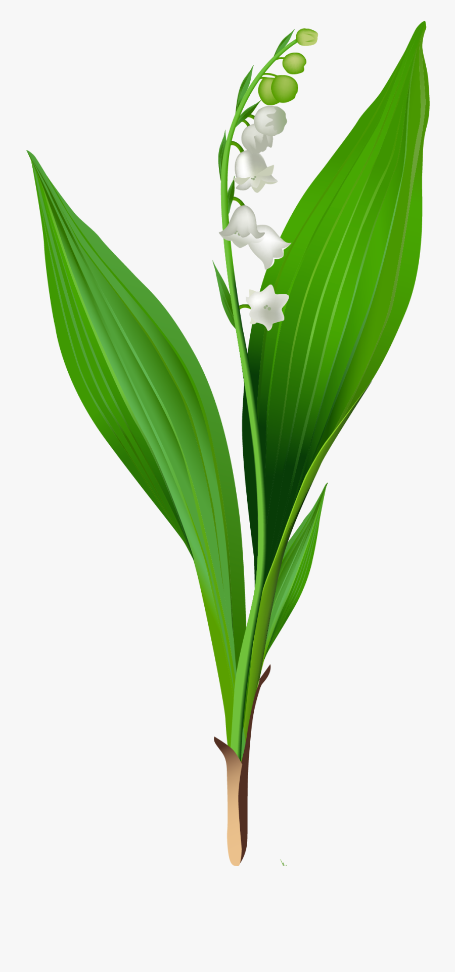 Spring Lily Of The Valley Png Clipart - Lily Of The Valley Png, Transparent Clipart
