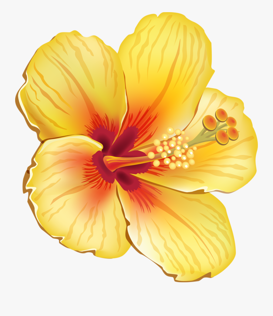 Moana Clipart Orange Tropical Flower Hawaiian Tropical Flowers Png Free Transparent Clipart Clipartkey