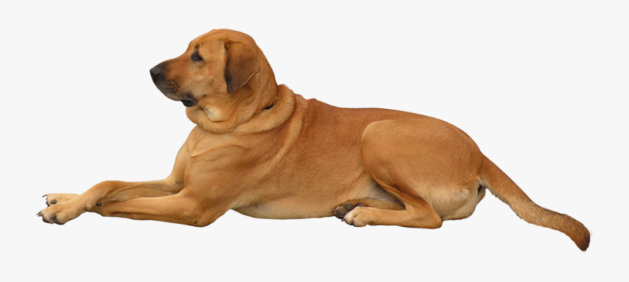 Dog Png Clip Art - Dog Png, Transparent Clipart