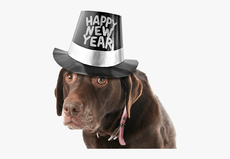 Clip Art Happy New Year Pets - Baby New Year 2019, Transparent Clipart