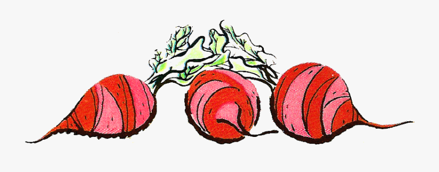 Stock Beets Illustration - Drawing, Transparent Clipart